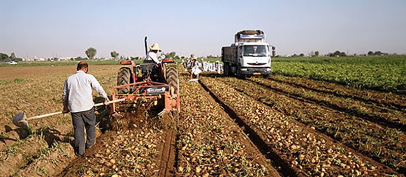 با پیگیری شورای گفت&zwnj;وگو و همکاری وزارت جهاد کشاورزی صادرات سیب&zwnj;زمینی و محصولات کشاورزی در سال 1404 ضابطه&zwnj;مند می&zwnj;شود